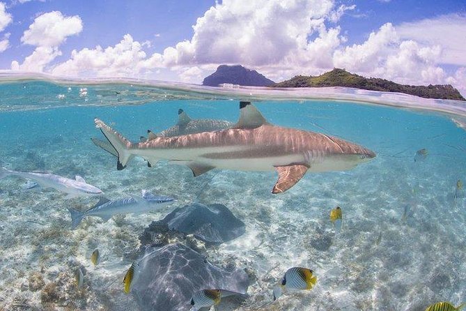 Bora Bora 4WD Tour & Eco Shark & Ray Snorkel Cruise - Meeting the shark and ray boat