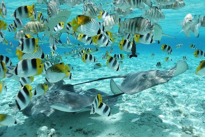 Bora Bora 4WD Tour & Eco Shark & Ray Snorkel Cruise - Coral gardens and included equipment