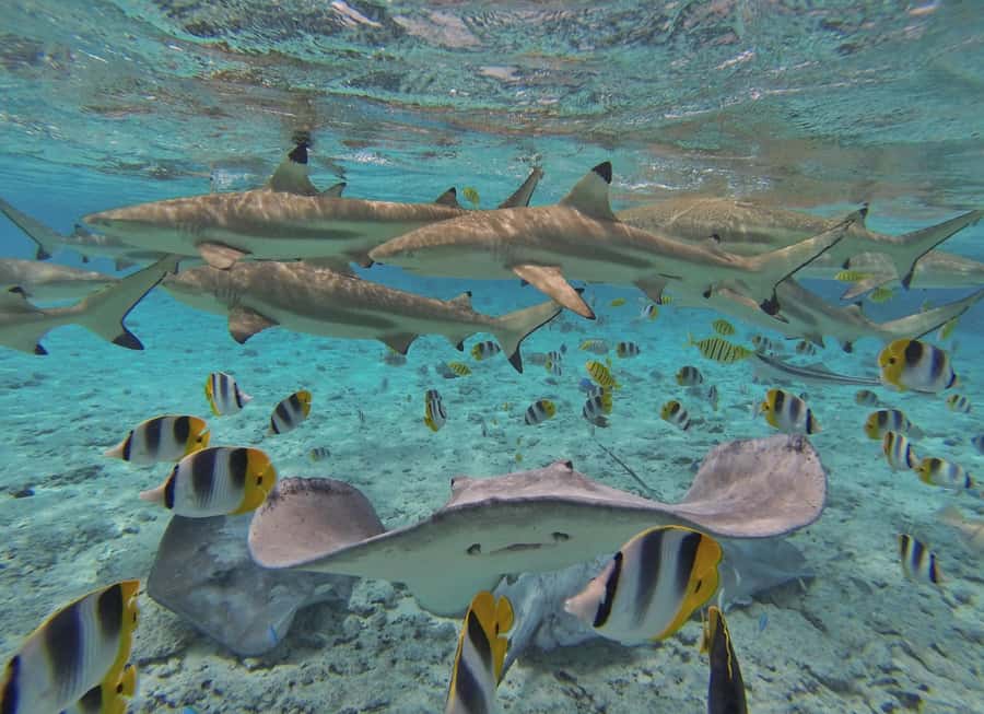 Bora Bora by Land and Sea: 4WD Safari and Snorkel - Should you book this Bora Bora tour?