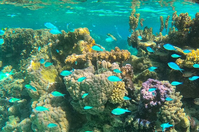 Bora Bora Combo Tour: Lagoon Cruise and 4WD Tour Including Snorkeling - Who should book this Bora Bora day tour?