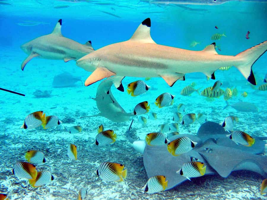 Bora Bora: Eco Shark and Snorkeling Safari - What the 150-minute boat safari feels like