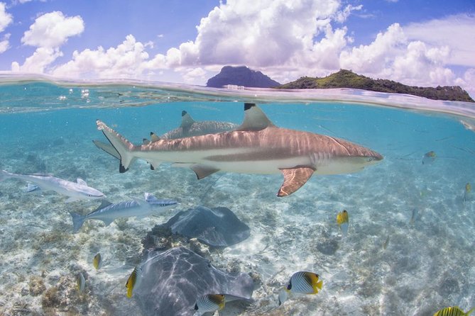Bora Bora Eco Snorkel Cruise Including Snorkeling with Sharks and Stingrays - What to bring and what to expect