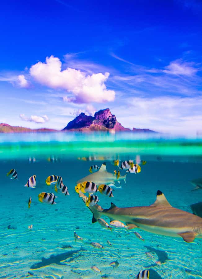 Bora Bora: Full-Day Lagoon Snorkelling Tour - Key points to know before booking