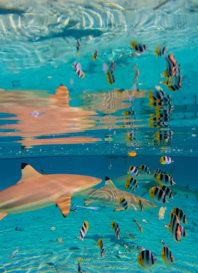 Bora Bora: Full-Day Lagoon Snorkelling Tour - The coral garden is the best stop for close-up color