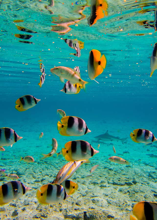 Bora Bora: Full-Day Lagoon Snorkelling Tour - Lunch on the motu is more than a meal break