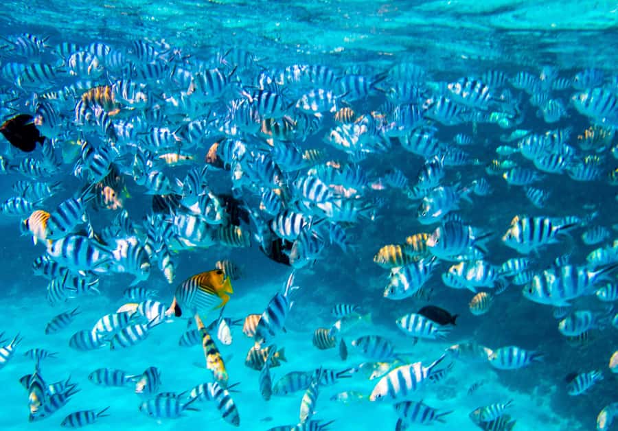 Bora Bora: Full-Day Lagoon Snorkelling Tour - Rays in shallow water make the first big impression