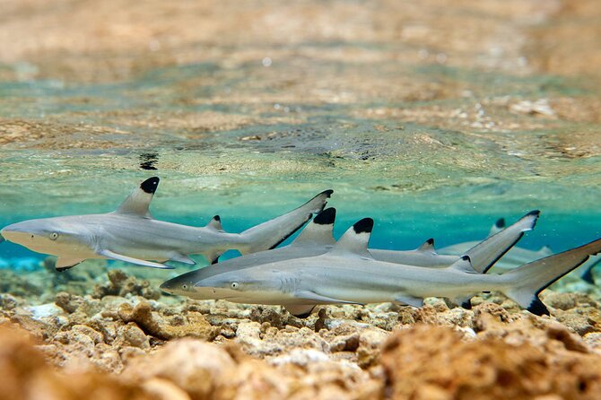 Bora Bora Full Day Snorkeling with Lunch - Shark and ray snorkeling in warm lagoon water
