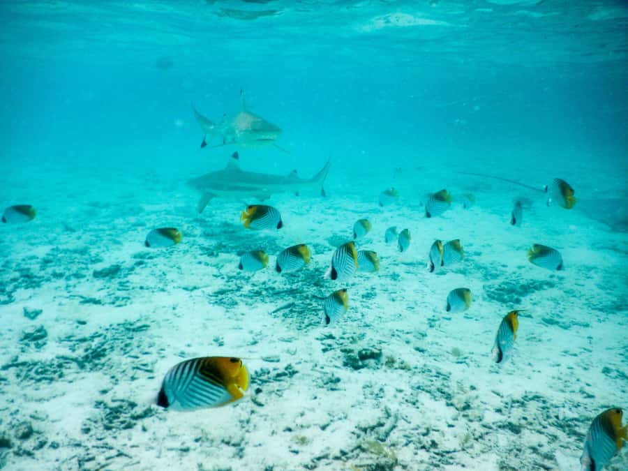 Bora Bora: Half-Day Lagoon Snorkelling Tour - At a glance