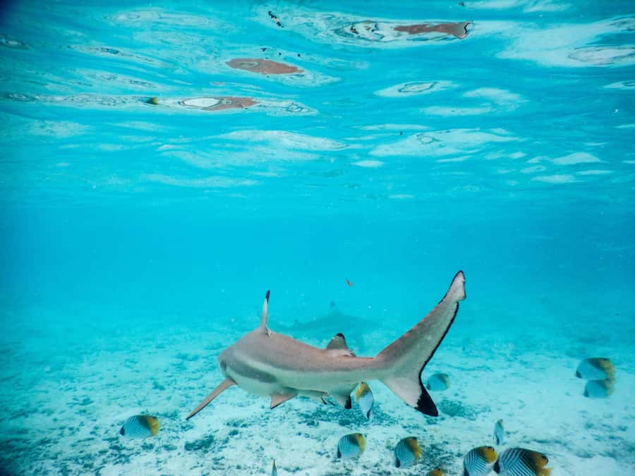 Bora Bora: Half-Day Lagoon Snorkelling Tour - Three hours across Bora Bora’s changing lagoon