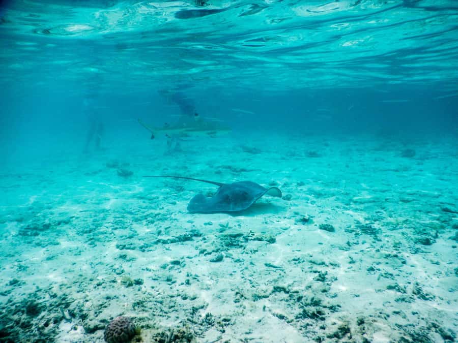 Bora Bora: Half-Day Lagoon Snorkelling Tour - Waist-deep water makes the ray encounter approachable