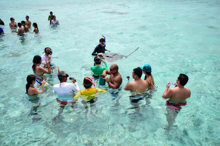 Bora Bora: Half-Day Lagoon Snorkelling Tour - The reef shark stop keeps a respectful distance