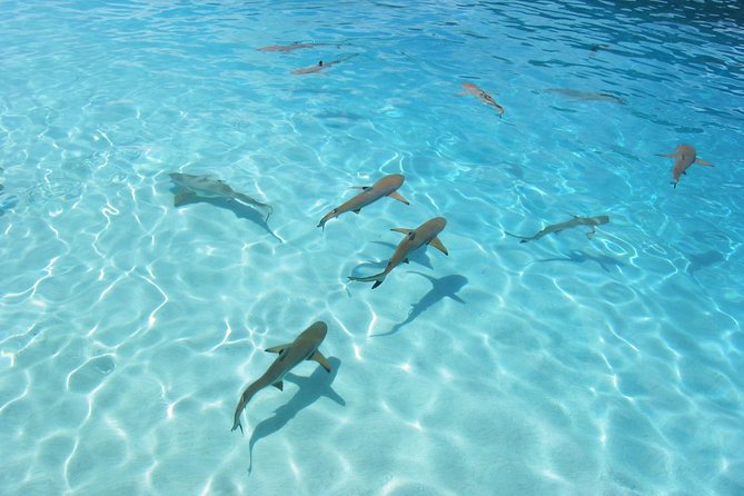 Bora Bora Jet Ski Tour, & Eco Shark / Ray Snorkel Cruise - Shark and stingray snorkeling in shallow lagoon water