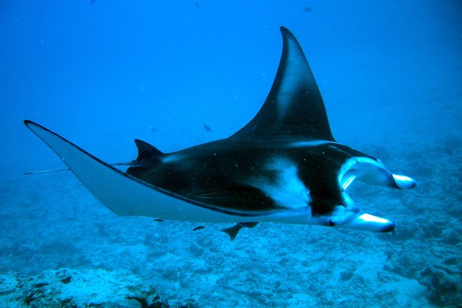 Bora Bora Jet Ski Tour, & Eco Shark / Ray Snorkel Cruise - How the full schedule feels
