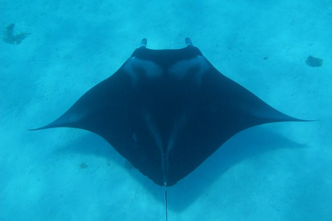 Bora Bora Lagoon Snorkeling Tour by Private Boat - Key points to know before booking