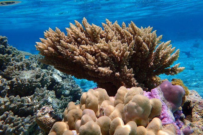 Bora Bora Lagoon Snorkeling Tour by Private Boat - Guides who shape the experience