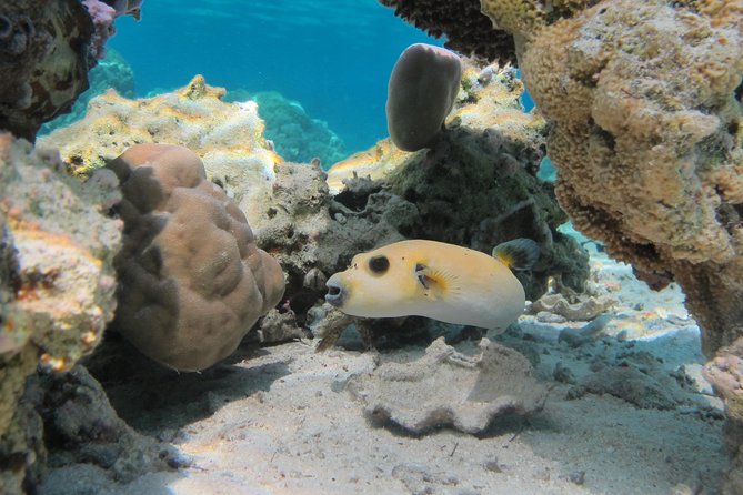 Bora Bora Lagoon Snorkeling Tour by Private Boat - Boat comfort, pickup, and what is included