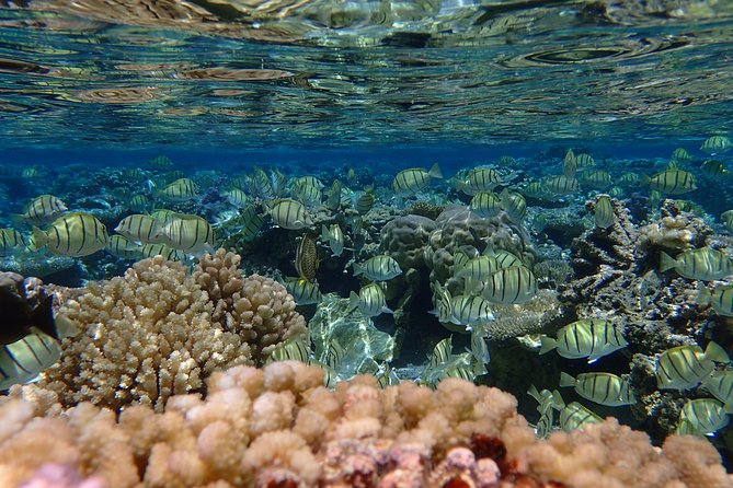 Bora Bora Lagoon Snorkeling Tour by Private Boat - Morning or afternoon, and how to prepare