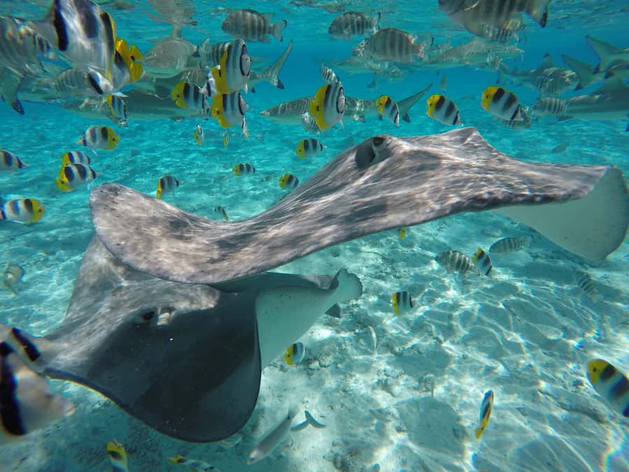 Bora Bora: Lagoon Tour and Snorkeling Experience - Key points to know