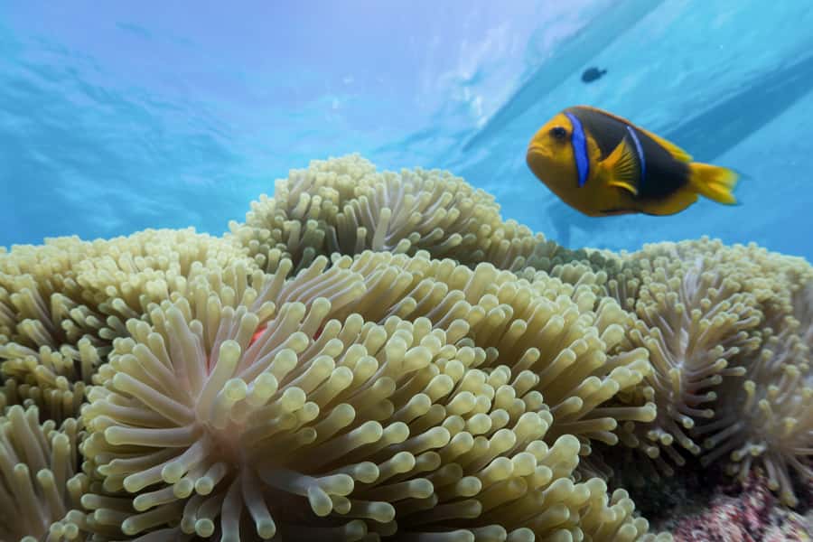 Bora Bora: Lagoon Tour and Snorkeling Experience - Three lagoon stops, three different encounters