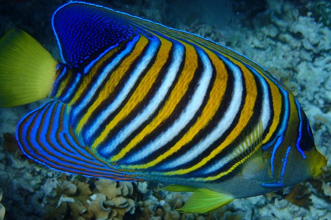 Bora Bora: Luxury Private Half Day Snorkeling Tour - Why a private Bora Bora boat makes sense