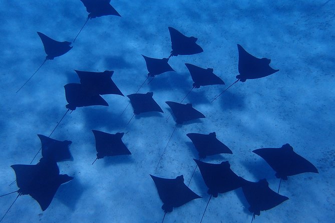 Bora Bora: Luxury Private Half Day Snorkeling Tour - Guides can shape the whole experience