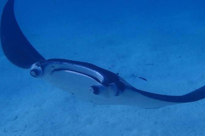 Bora Bora: Luxury Private Half Day Snorkeling Tour - Setting out on the Four Winns 220