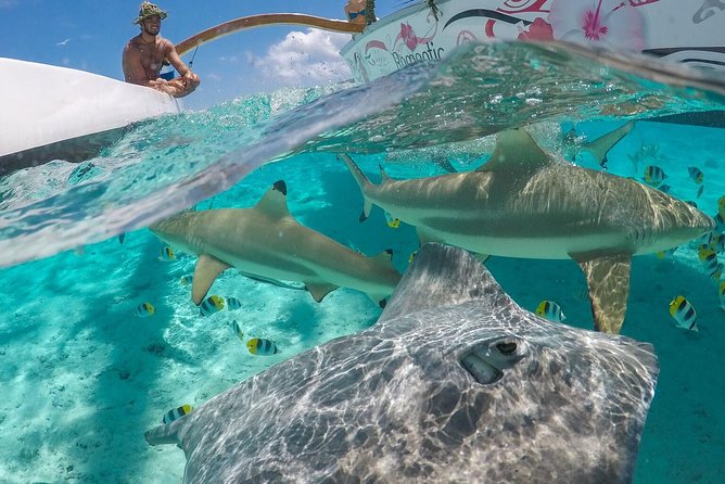 Bora Bora Snorkel Cruise by Polynesian Outrigger Canoe with BBQ Island Lunch - Key points to know before you book
