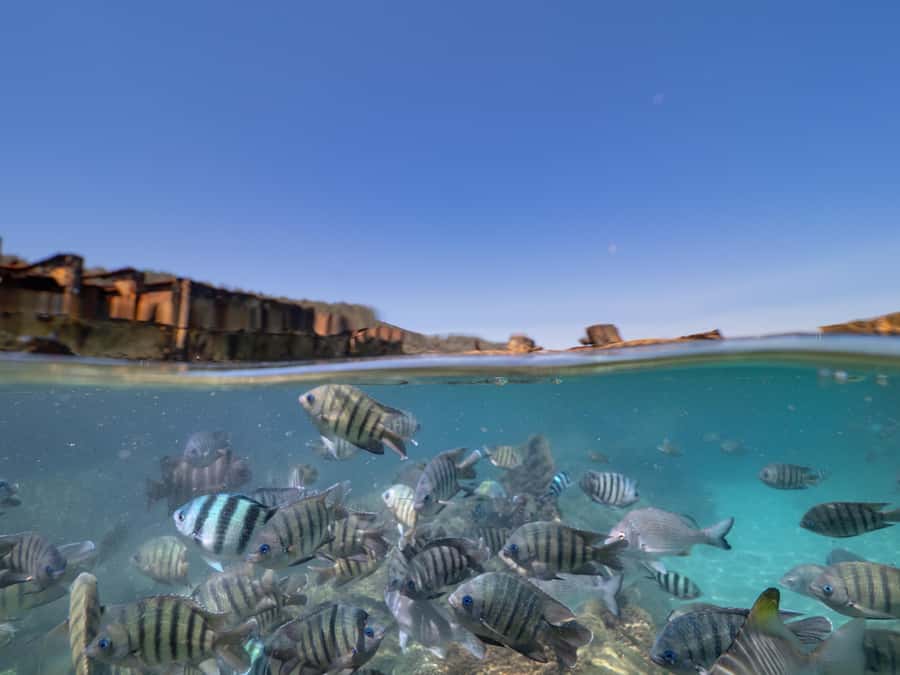 Brisbane: Moreton Island all inclusive Snorkeling Tour - Key points at a glance