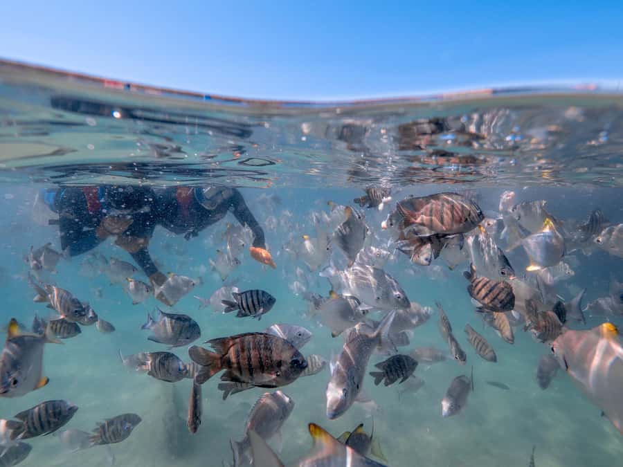 Brisbane: Moreton Island all inclusive Snorkeling Tour - A smooth start from the Supercat at Newport