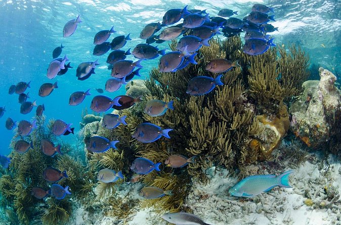Brunch & Snorkel Catamaran Tour - Space to swim, sit in the shade, or take the sun