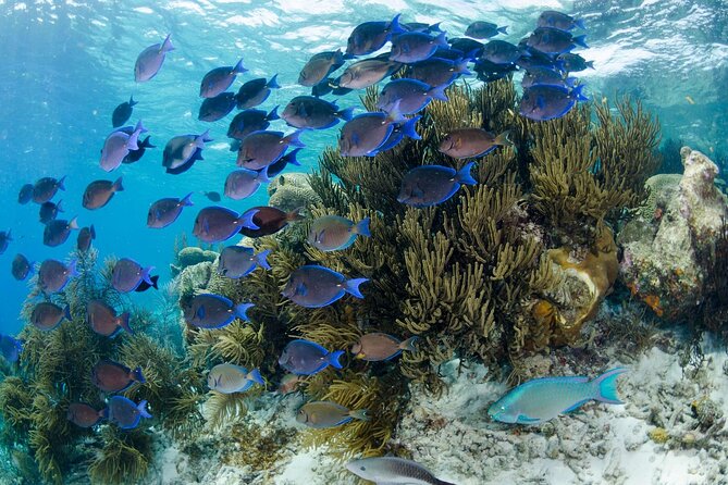 Brunch & Snorkel Catamaran Tour - Weather and the non-refundable booking rule