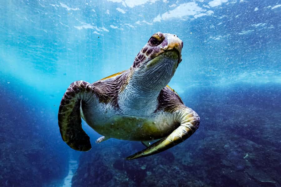 Brunswick Heads: Snorkelling in Byron Bay - Why Julian Rocks Is Such a Good Snorkel Site