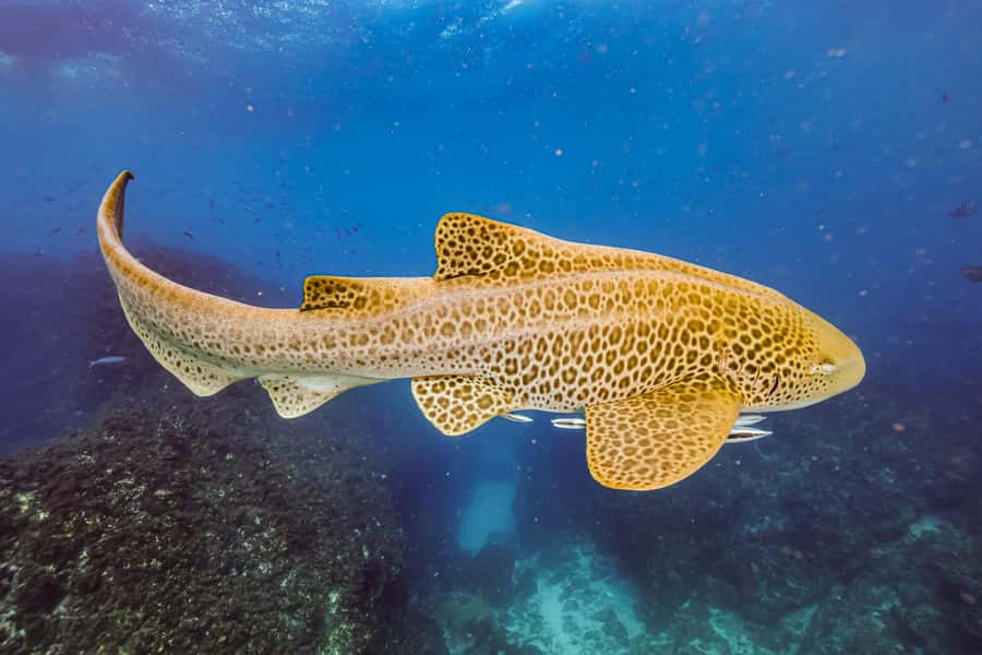 Brunswick Heads: Snorkelling in Byron Bay - Meeting the Marine Guide Underwater
