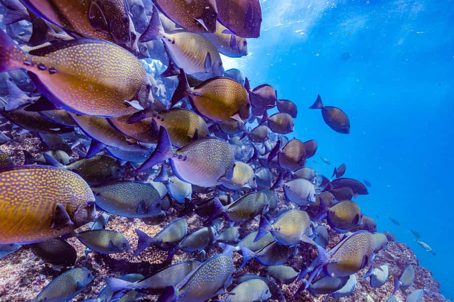 Brunswick Heads: Snorkelling in Byron Bay - The Wildlife You Might See