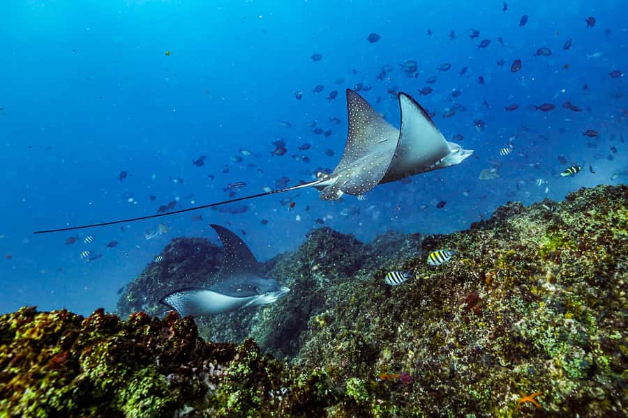 Brunswick Heads: Snorkelling in Byron Bay - Water Skills and Comfort Matter