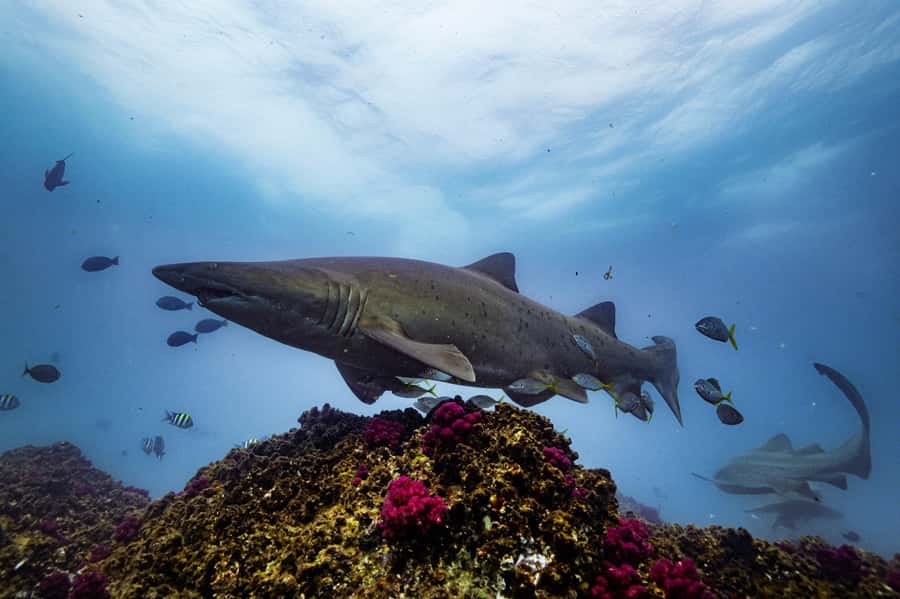 Brunswick Heads: Snorkelling in Byron Bay - How the Price Compares With the Experience