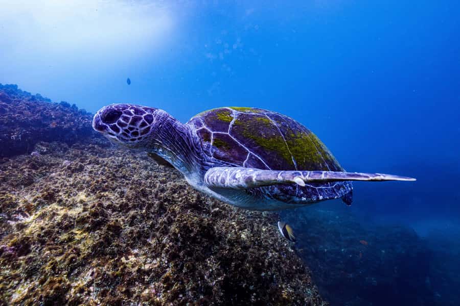 Brunswick Heads: Snorkelling in Byron Bay - A Practical Plan for Your Day