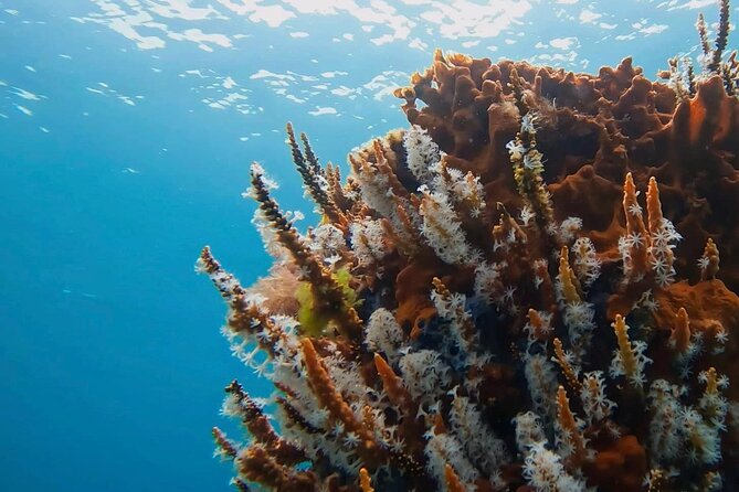 Busselton Jetty and Underwater Sculptures Snorkel Boat Tour - Key points to know before you book