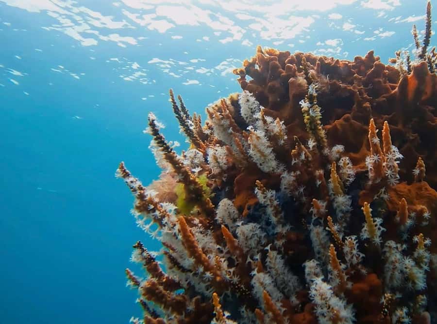 Busselton: Jetty Snorkeling Tour with Underwater Sculptures - Quick points before you book
