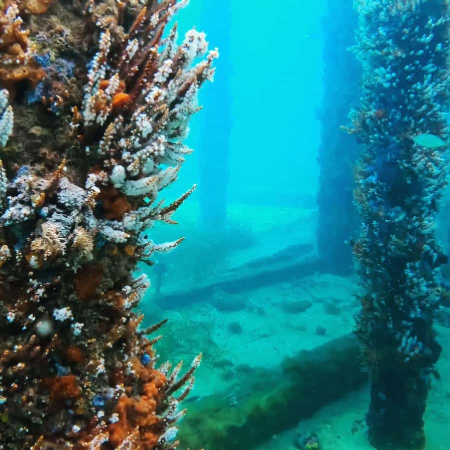 Busselton: Jetty Snorkeling Tour with Underwater Sculptures - The small-group advantage