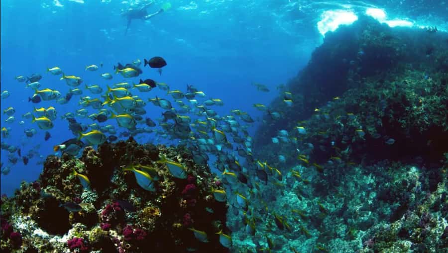 Byron Bay: Nguthungulli Julian Rocks Snorkeling Tour - Why Julian Rocks is such a special snorkel site