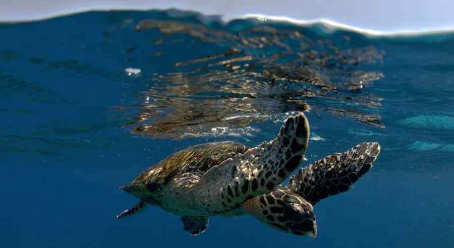 Byron Bay: Nguthungulli Julian Rocks Snorkeling Tour - Turtles, sharks, rays, and fish by season