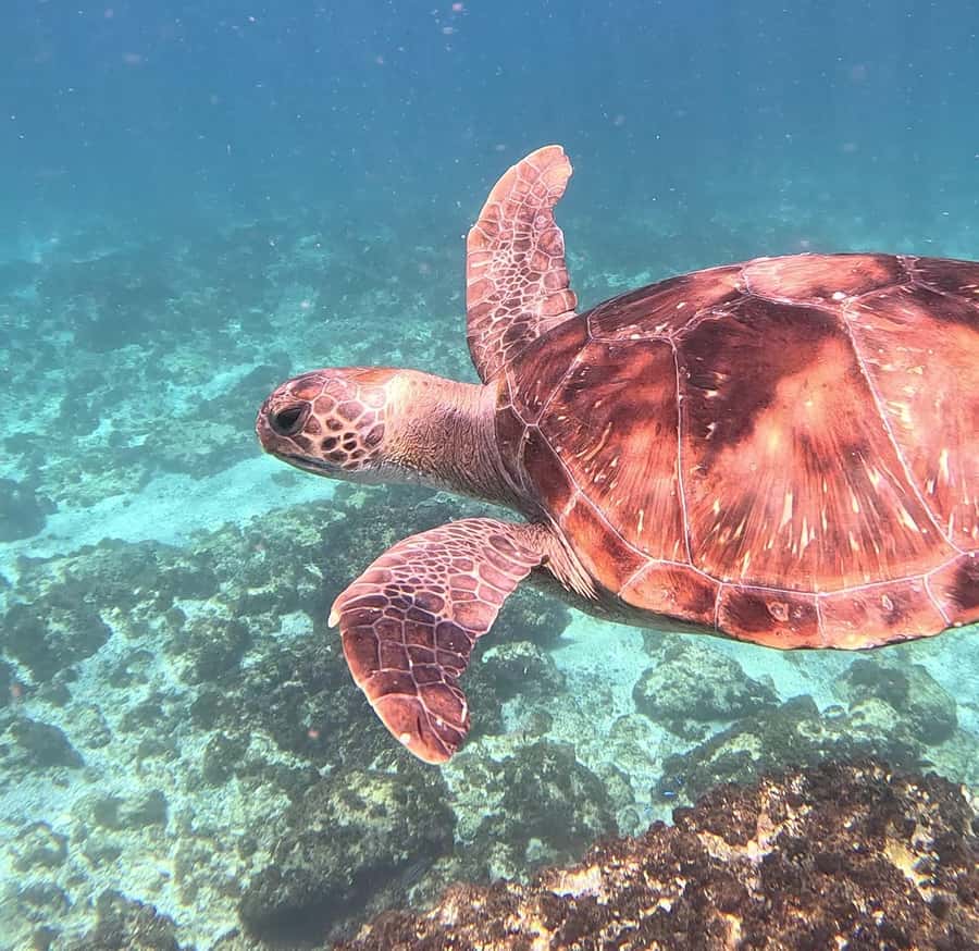 Byron Bay: Nguthungulli Julian Rocks Snorkeling Tour - Who should book this Byron Bay outing