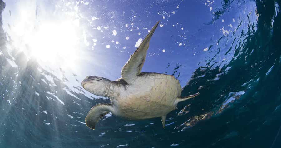 Byron Bay: Nguthungulli Julian Rocks Snorkeling Tour - What to bring and how to prepare