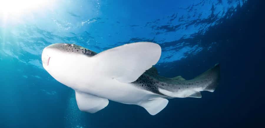 Byron Bay: Nguthungulli Julian Rocks Snorkeling Tour - What the one-hour snorkel is really like