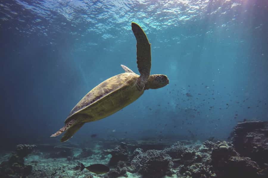 Byron Bay: Snorkeling Tour at Julian Rocks, Nguthungulli - Who will enjoy this most?