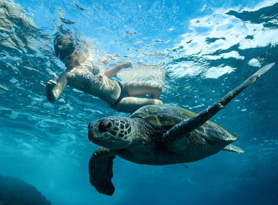 Byron Bay: Snorkeling Tour at Julian Rocks, Nguthungulli - What the 90-minute reserve visit feels like