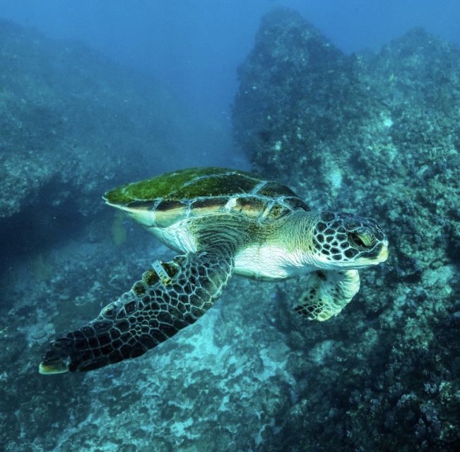 Byron Bay: Snorkeling Tour at Julian Rocks, Nguthungulli - Why the guides matter