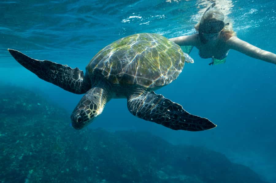 Byron Bay: Snorkeling Tour at Julian Rocks, Nguthungulli - Gear, wetsuits, and what to bring