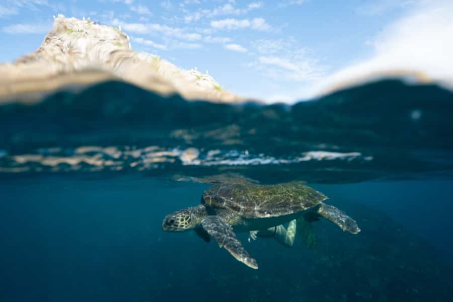 Byron Bay: Snorkeling Tour at Julian Rocks, Nguthungulli - Is the $91 price fair?